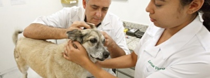 Hospital Veterinário de Urgência tem atendimento 24h no bairro Floresta